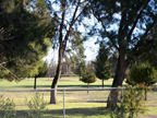 trees2_thumb.jpg